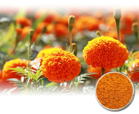 Bulk Marigold Flower Extract Bulk Marigold Flower Extract