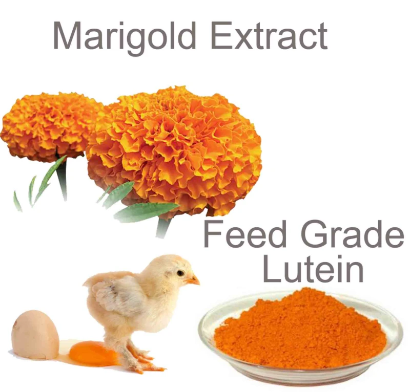 marigold flower extract marigold flower extract