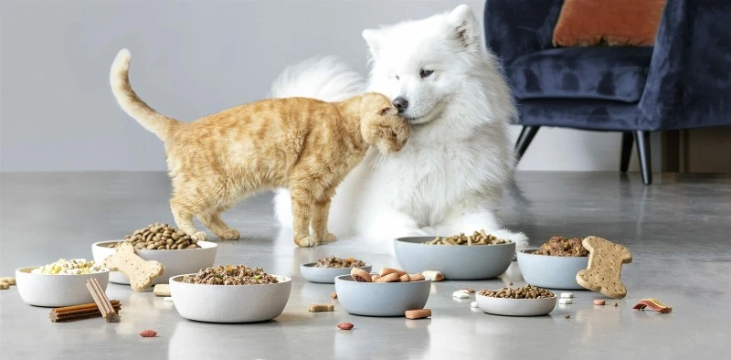 Probiotic Powder Pet Food Benefits Probiotic Powder Pet Food Benefits
